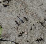 Southern Banded Groundling