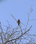 Black Collared Barbet