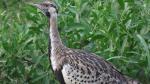 Black-bellied Bustard
