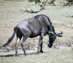 Common Wildebeest 
