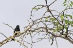 Forktailed Drongo