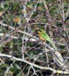 Little Bee-eater