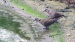 Ring-necked Dove