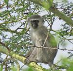 Southern Vervet 
