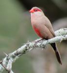 Common Waxbill