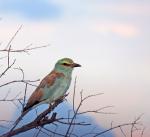 European Roller