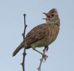 Rufous-naped Lark