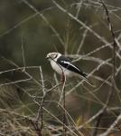White Crested Helmet Shrike 