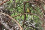 Yellow-bellied Bulbul