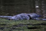 06 Crocodiles flourish here