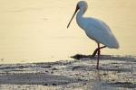 African Spoonbill 