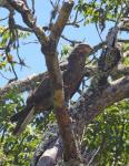 African Harrier Hawk