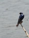 Barn Swallow