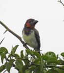 Black Collared Barbet