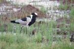 Blacksmyth Lapwing
