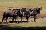 Blue Wildebeest
