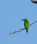 Blue-cheeked Bee-eater