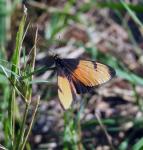 Broad Bordered Acraea