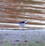 Cape Wagtail 