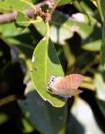 Common Hairstreak 