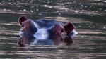 Common Hippopotamus 