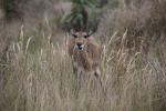 Common Reedbuck