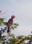 Crowned Hornbill