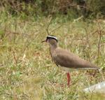 Crowned Lapwing