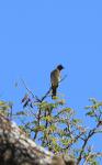 Dark-capped Bulbul