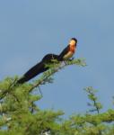 Eastern Paradise Whydah
