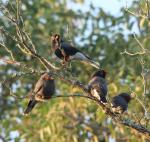 Retz`s Helmeted-shrike