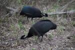Crested Guinea Fowl