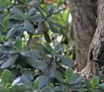 Green-backed Camaroptera