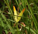 Orange-and-Lemon Butterfly