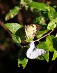 African-veined White