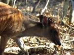 Red Forest Duiker 