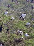 Sacred Ibis