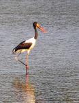 Saddlebill Stork