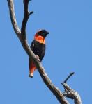 Southern Red Bishop