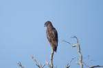 Brown Snake-Eagle 