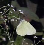 Spillers Sulphur Yellow