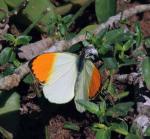Sulphur Orange Tip 