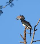 Trumpeter Hornbill