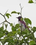 Violet-backed Starling