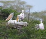 Great White Pelican