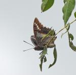 White-barred Emperor