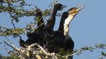 White-breasted Cormorant  