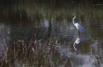 Great White Egret 