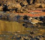 Three-banded Plover 