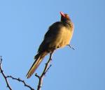 Red-billed Oxpecker
